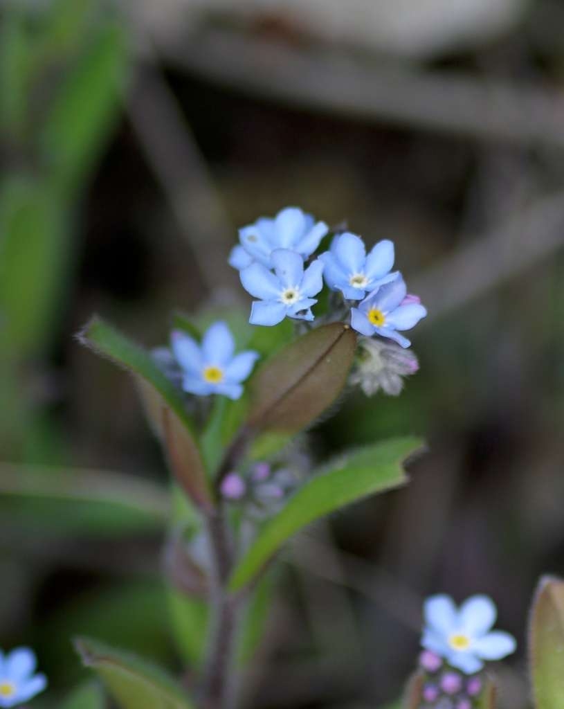 IMGP8853-1024~2.jpg