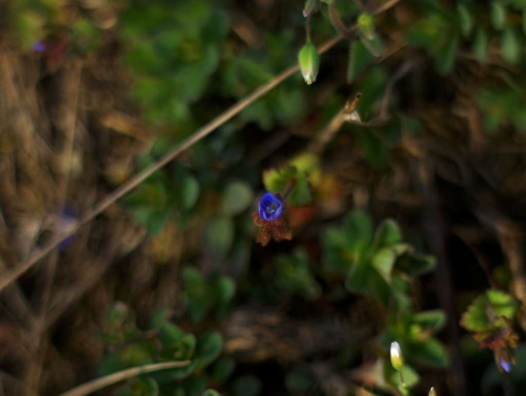 IMGP8954-1024~3.jpg
