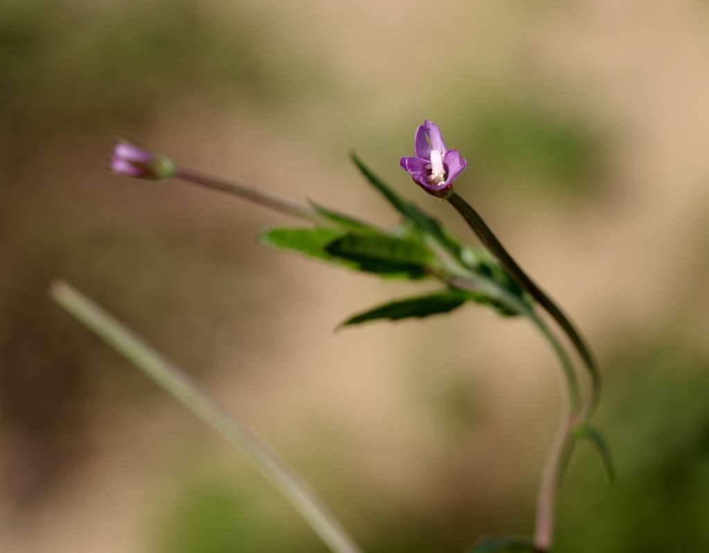 IMGP8990-1024~3.jpg