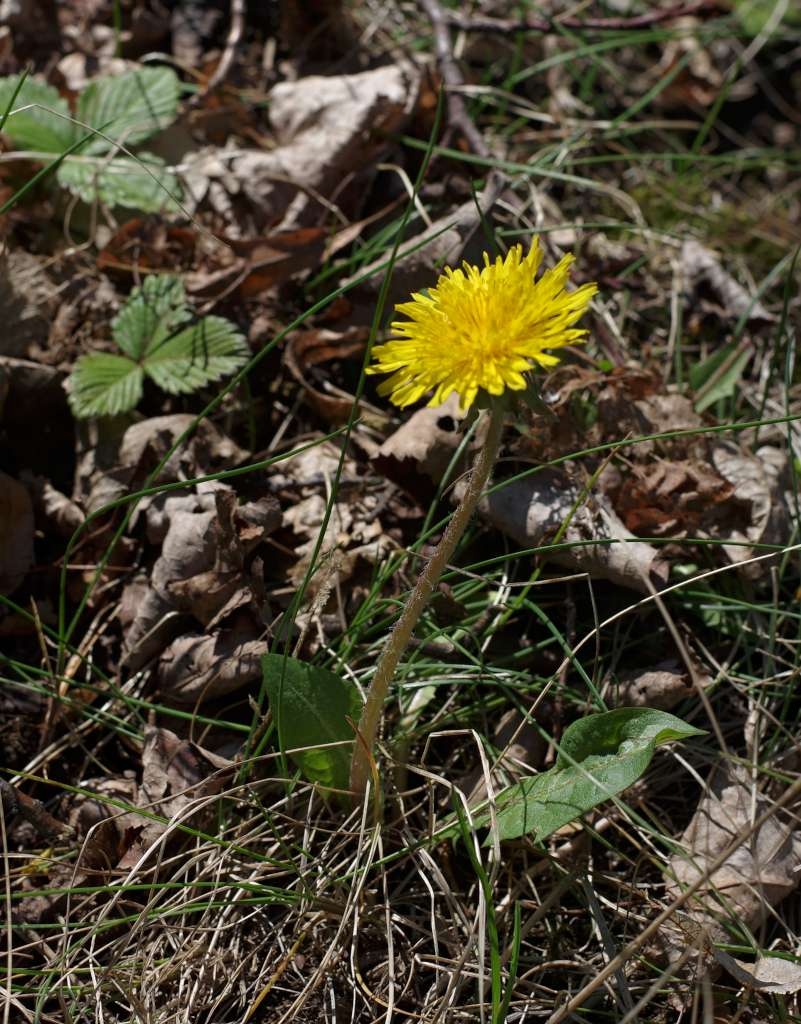IMGP9007-1024~1.jpg