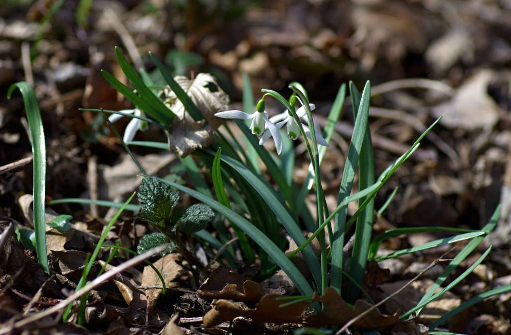 IMGP9010-1024~0.jpg