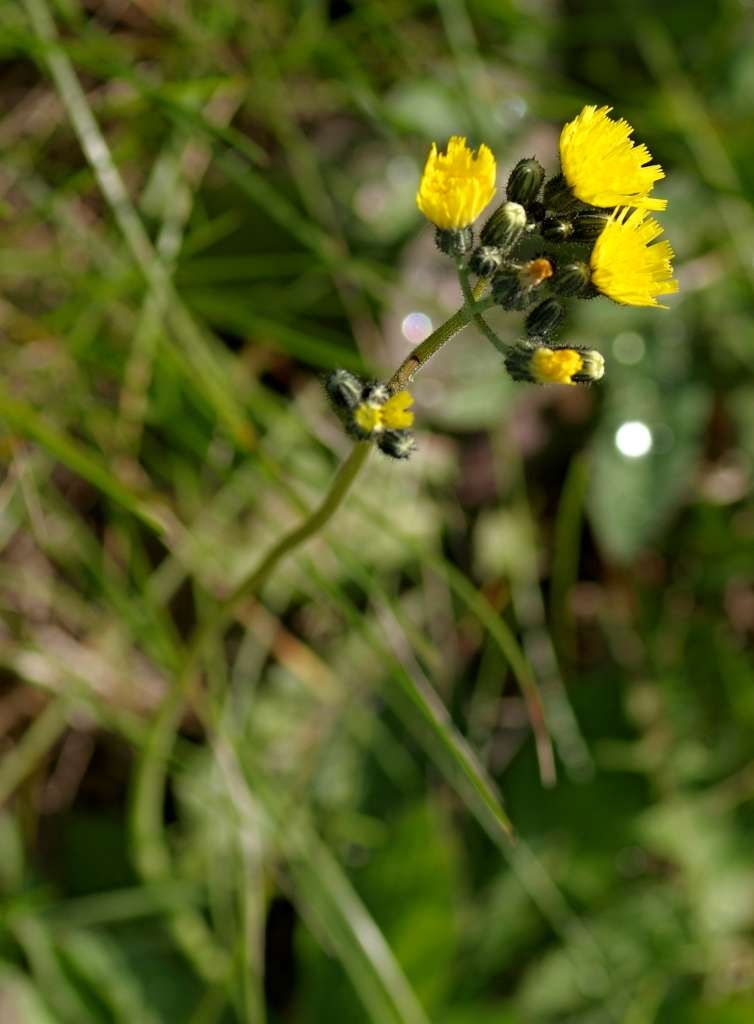 IMGP9022-1024~2.jpg