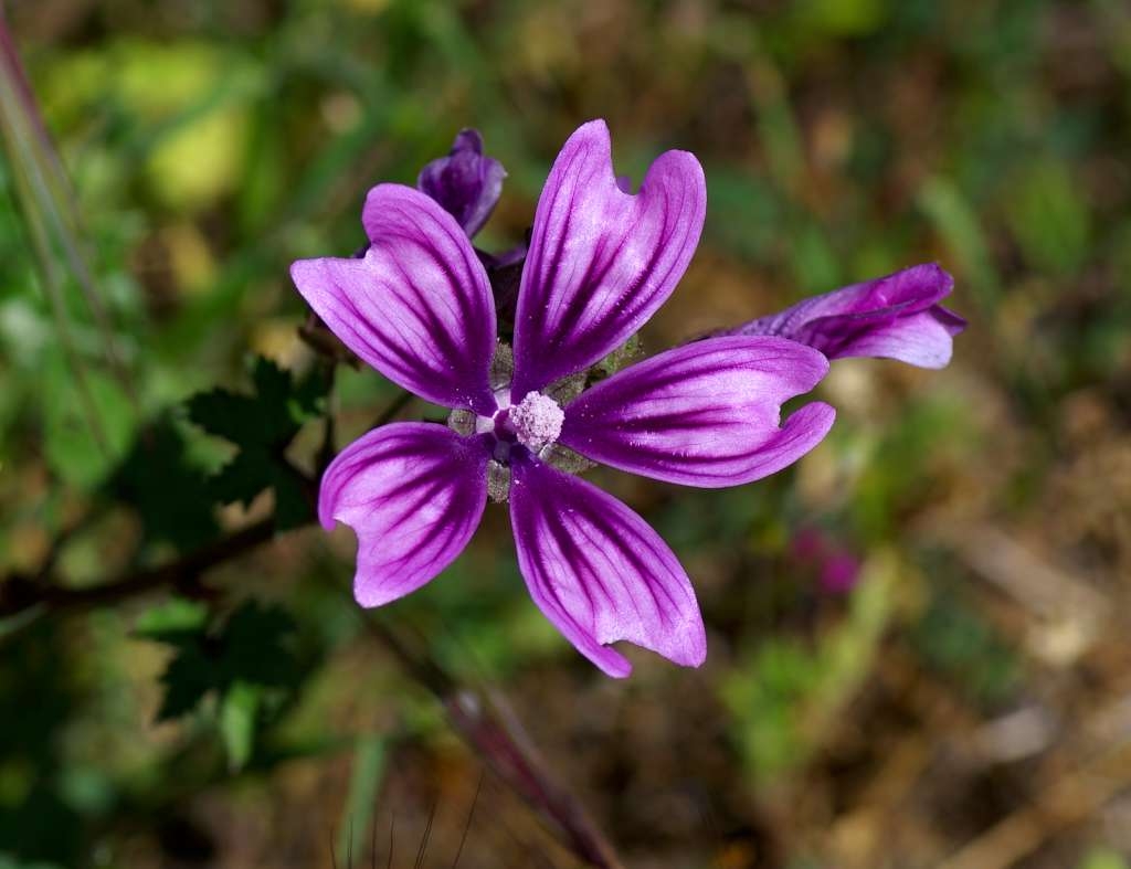 IMGP9040-1024~0.jpg