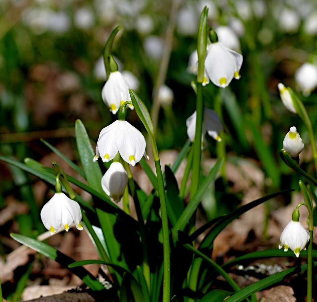 IMGP9085-1024~0.jpg