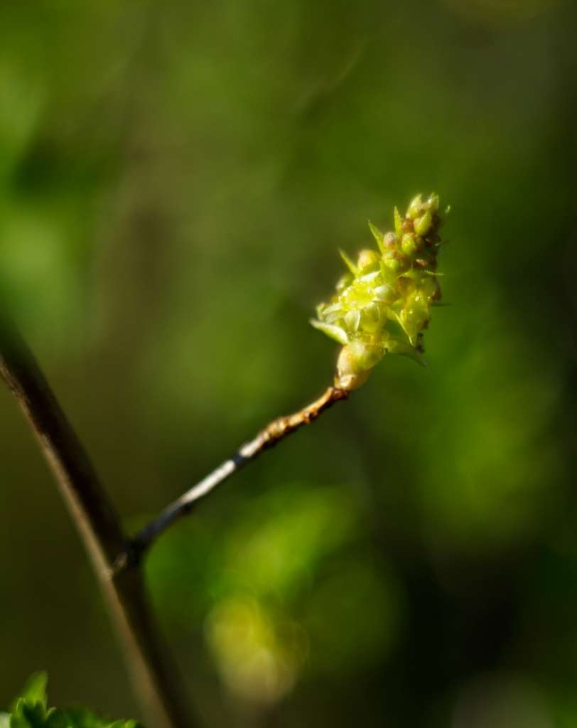 IMGP9091-1024~4.jpg