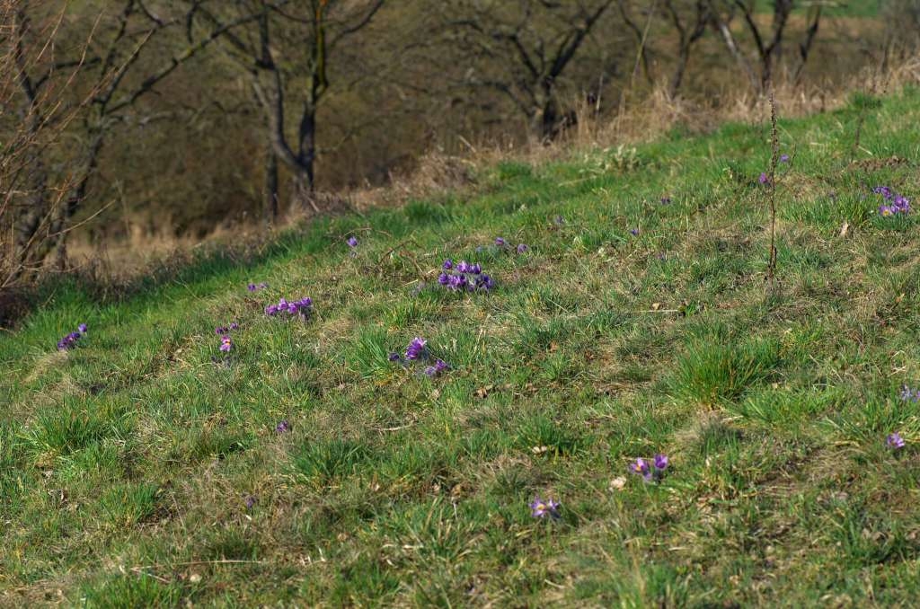 IMGP9096-1024.jpg