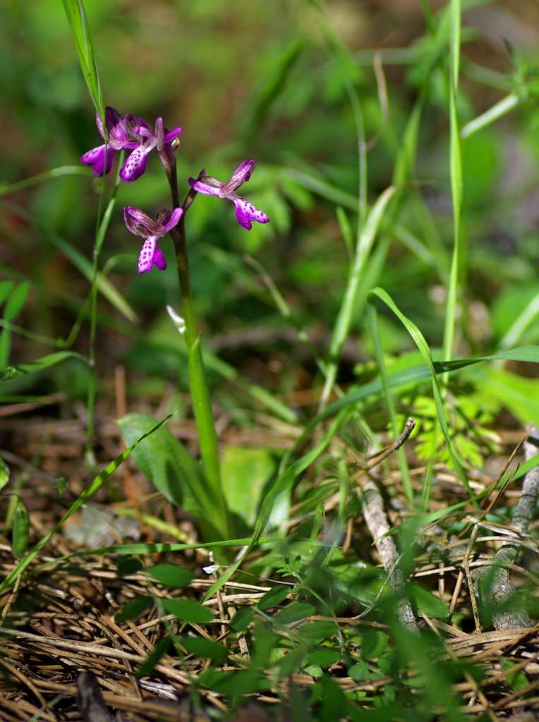 IMGP9201-1024.jpg