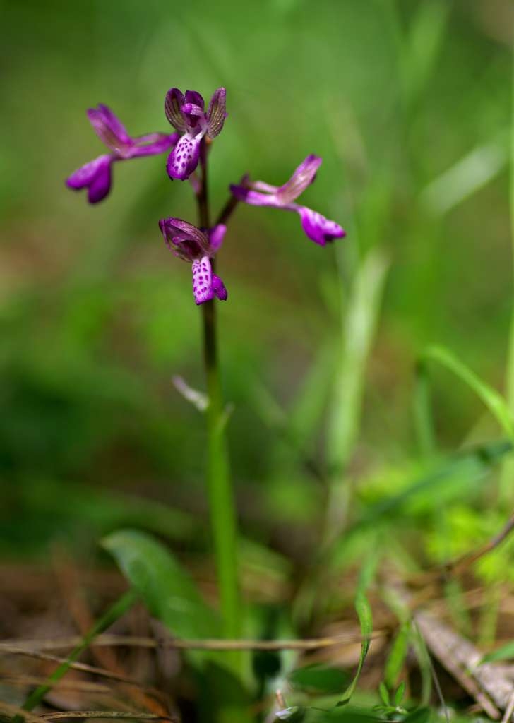 IMGP9203-1024~1.jpg