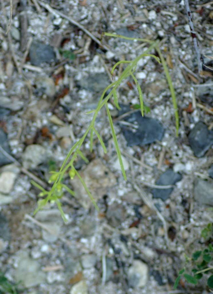IMGP9218-1024~1.jpg