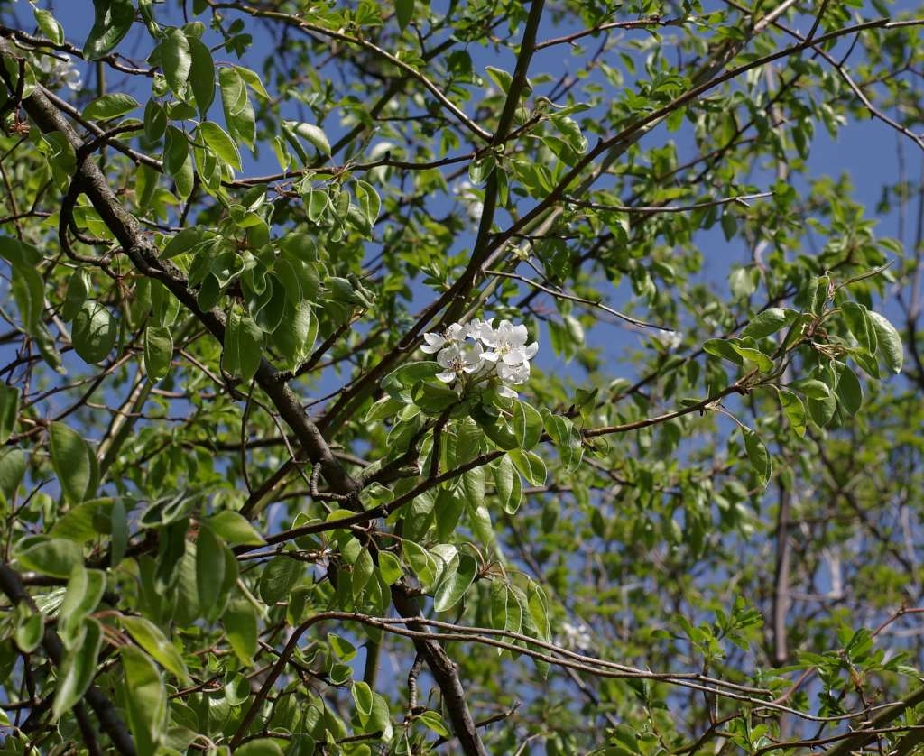 IMGP9224-1024~1.jpg
