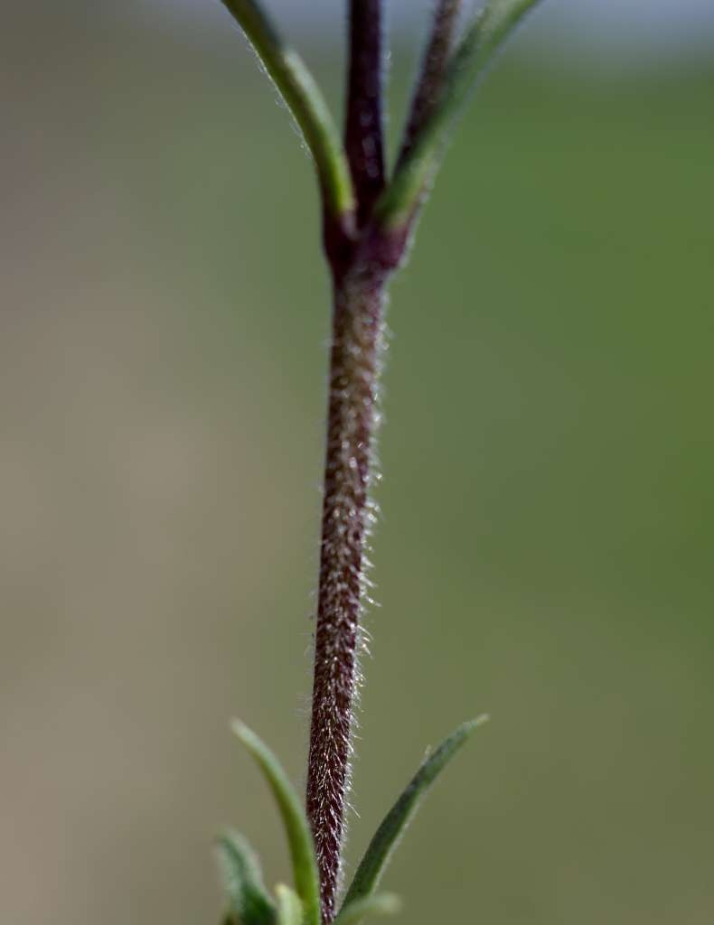 IMGP9230-1024.jpg