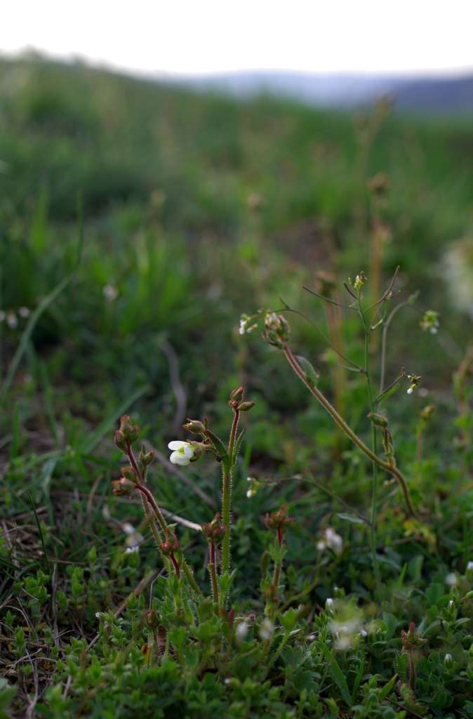 IMGP9306-1024~1.jpg