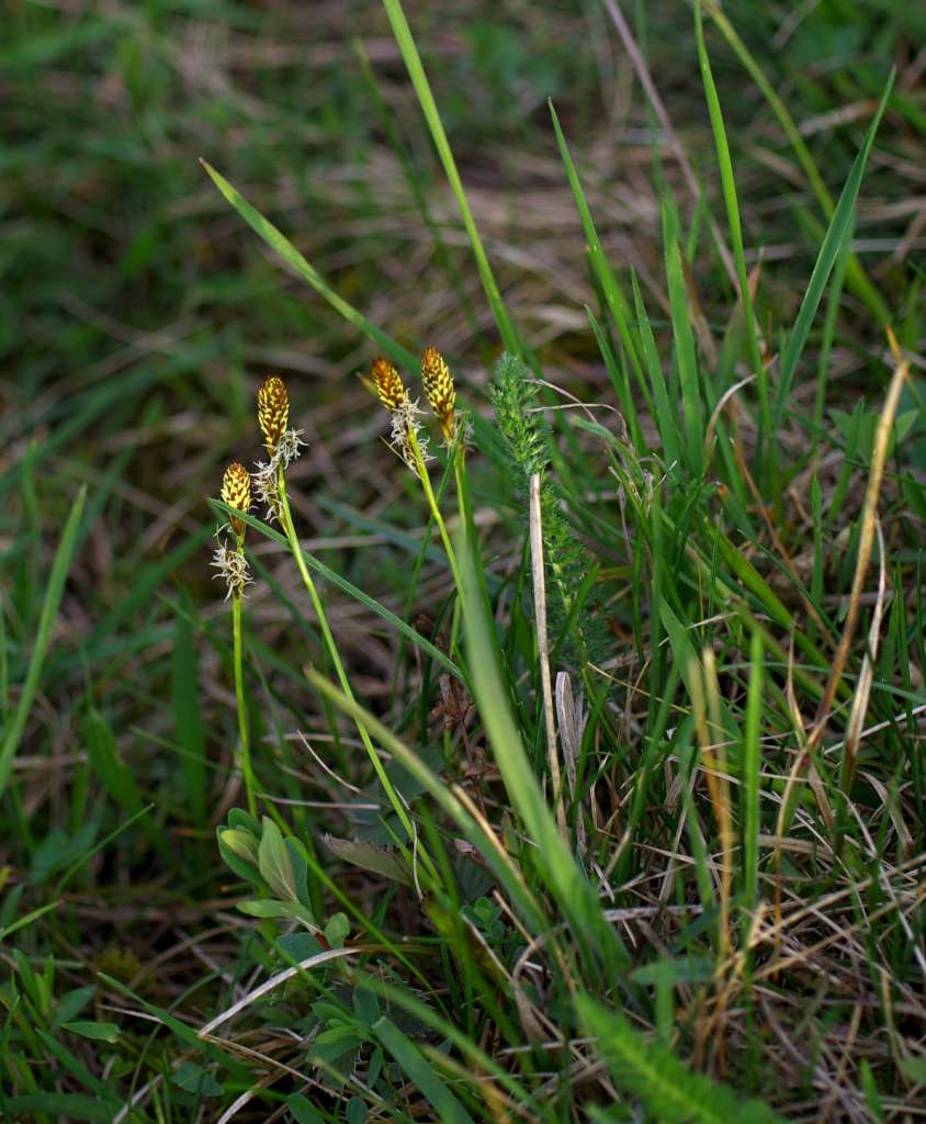 IMGP9310-1024.jpg