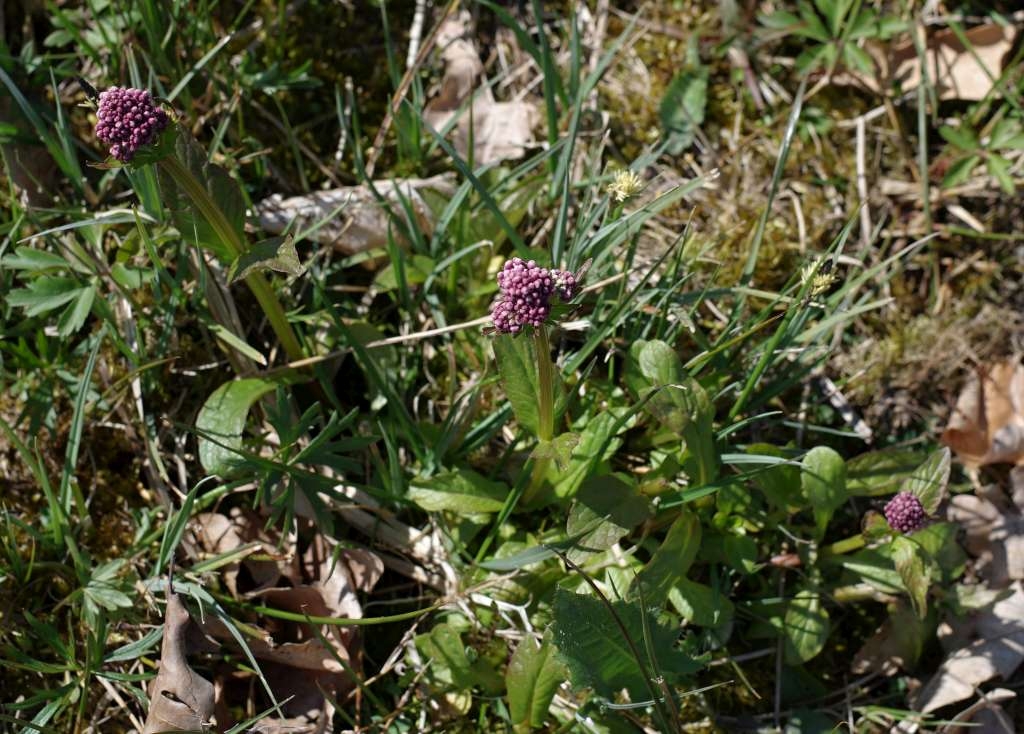 IMGP9348-1024~2.jpg