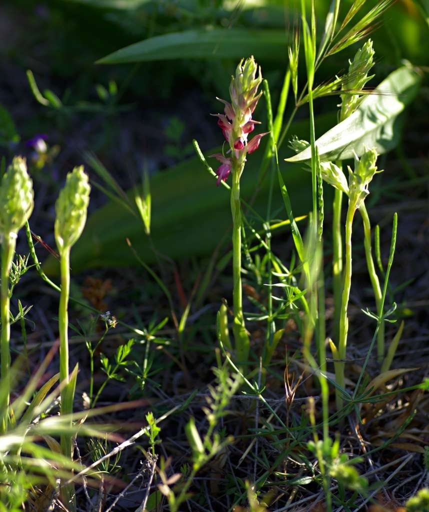 IMGP9352-1024~0.jpg