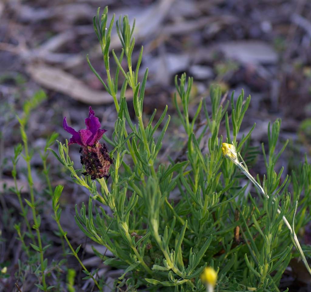IMGP9371-1024~1.jpg