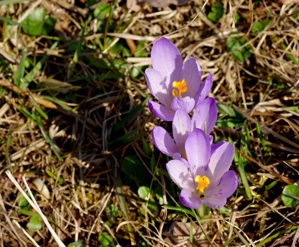 IMGP9382-1024~0.jpg