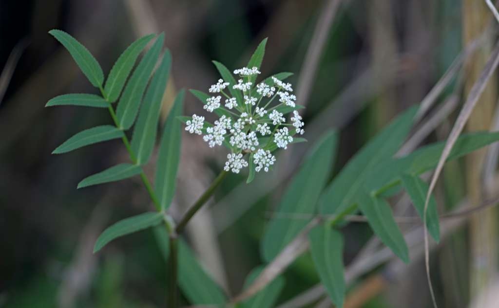 IMGP9405-1024~3.jpg