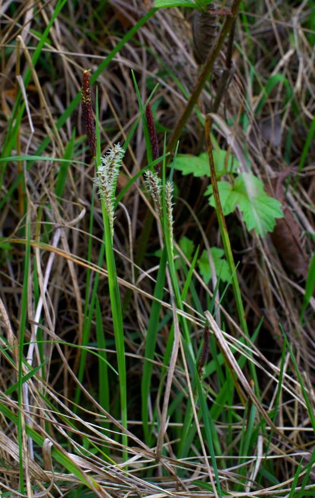IMGP9433-1024~1.jpg