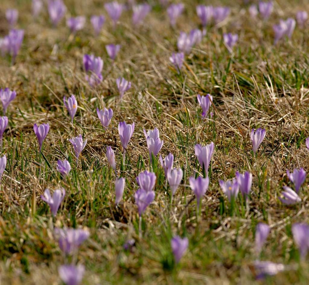 IMGP9470-1024~0.jpg