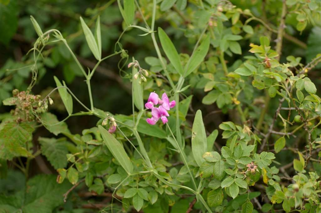 IMGP9476-1024~0.jpg