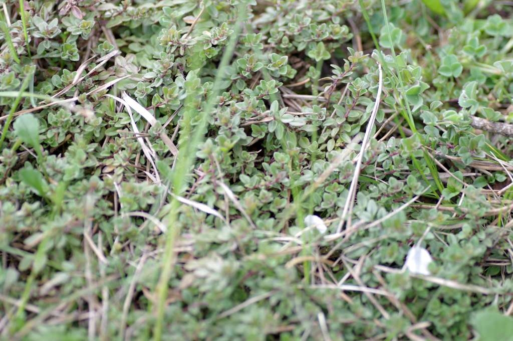 IMGP9481-1024~2.jpg
