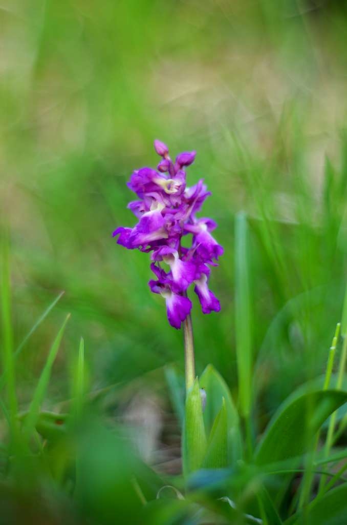 IMGP9498-1024~1.jpg