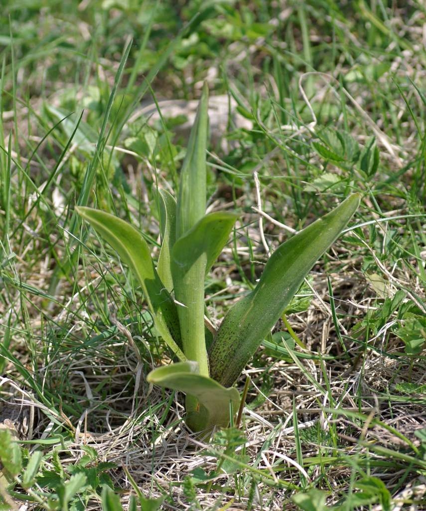 IMGP9512-1024~1.jpg