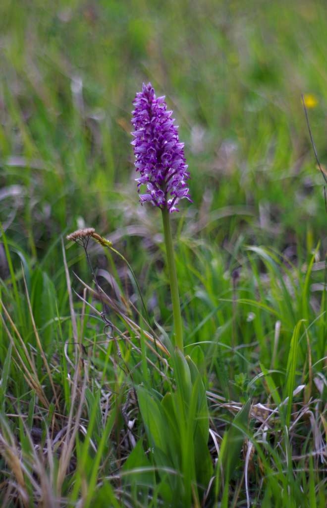 IMGP9522-1024~1.jpg