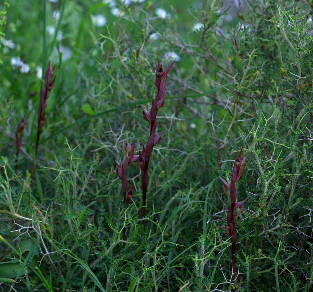 IMGP9552-1024~0.jpg