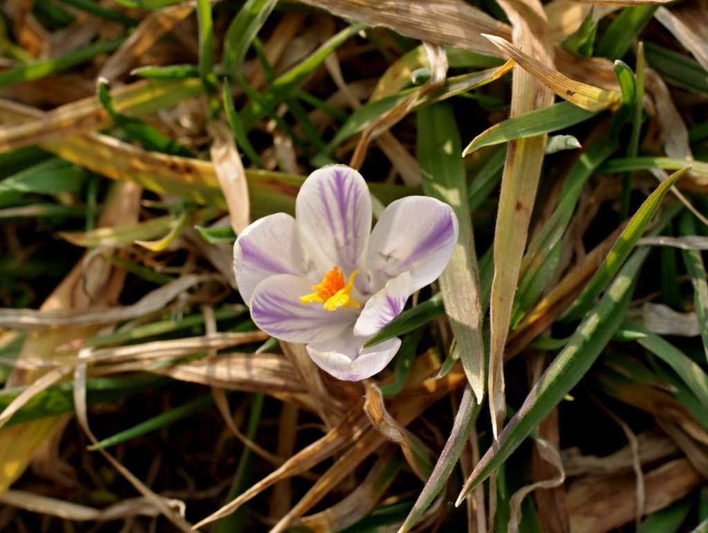 IMGP9596-1024.jpg
