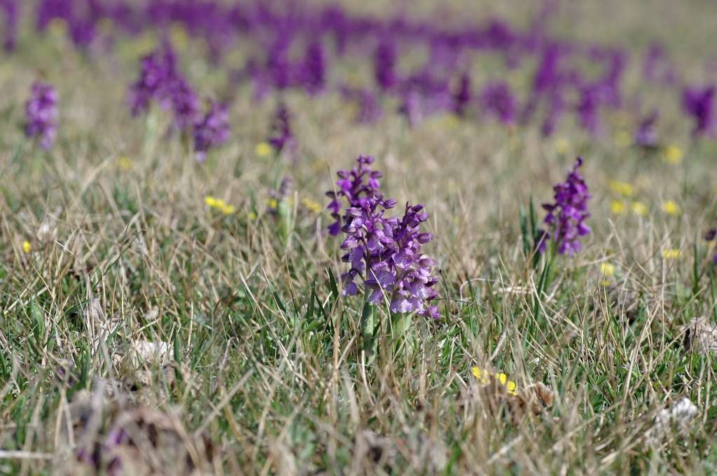 IMGP9602-1024~1.jpg