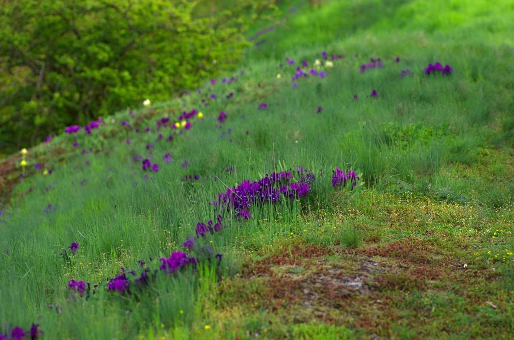 IMGP9613-1024~0.jpg