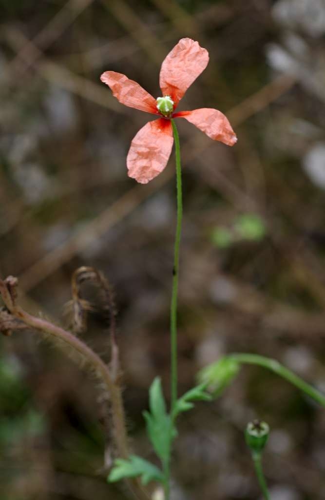 IMGP9618-1024~0.jpg