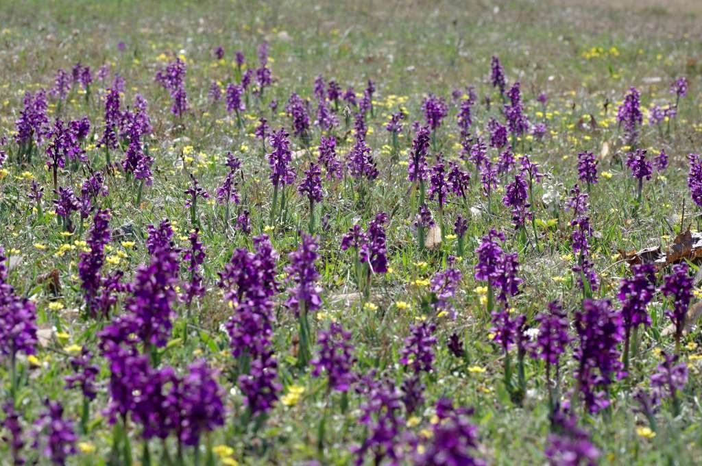 IMGP9630-1024~2.jpg