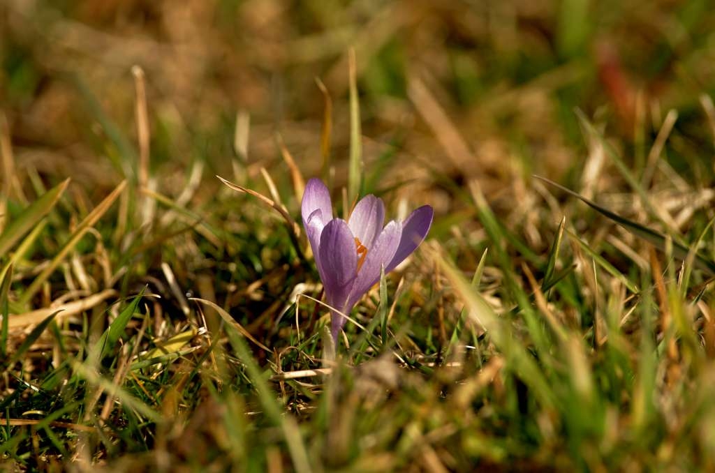 IMGP9645-1024.jpg