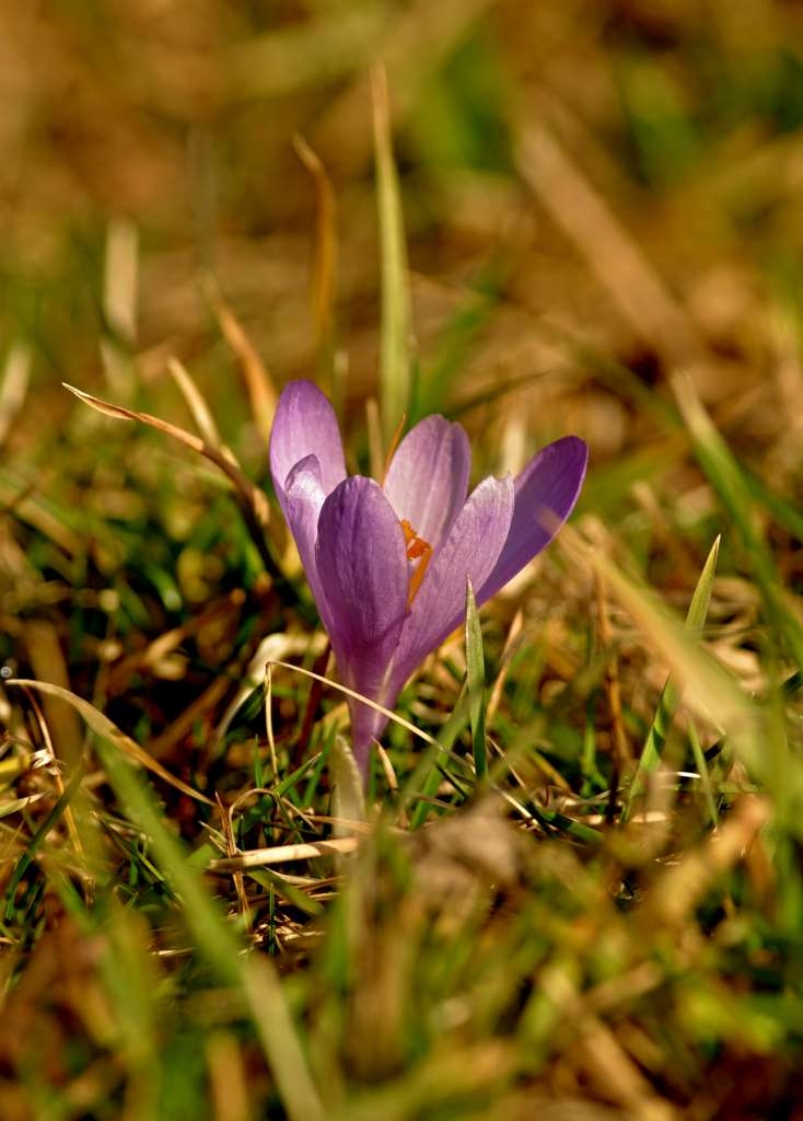IMGP9646-1024.jpg