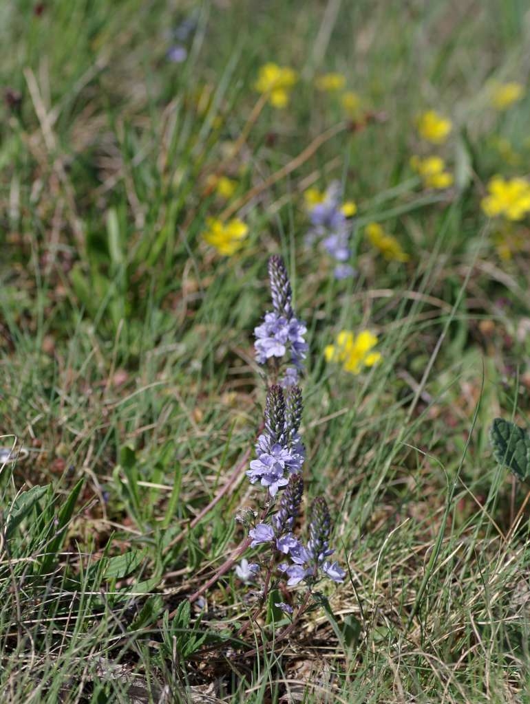 IMGP9663-1024~2.jpg