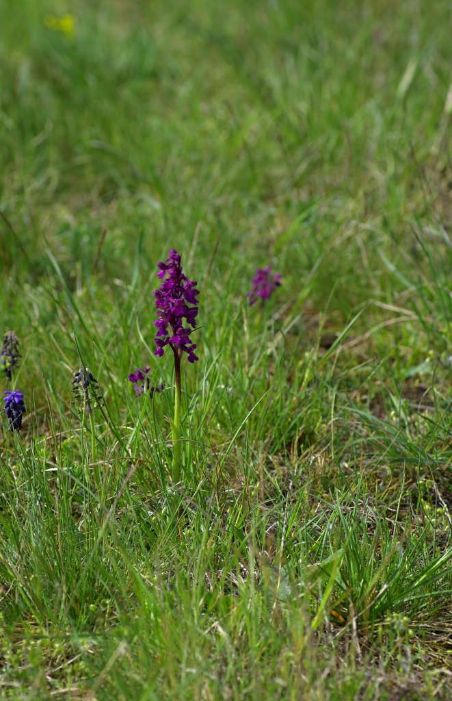IMGP9667-1024~0.jpg