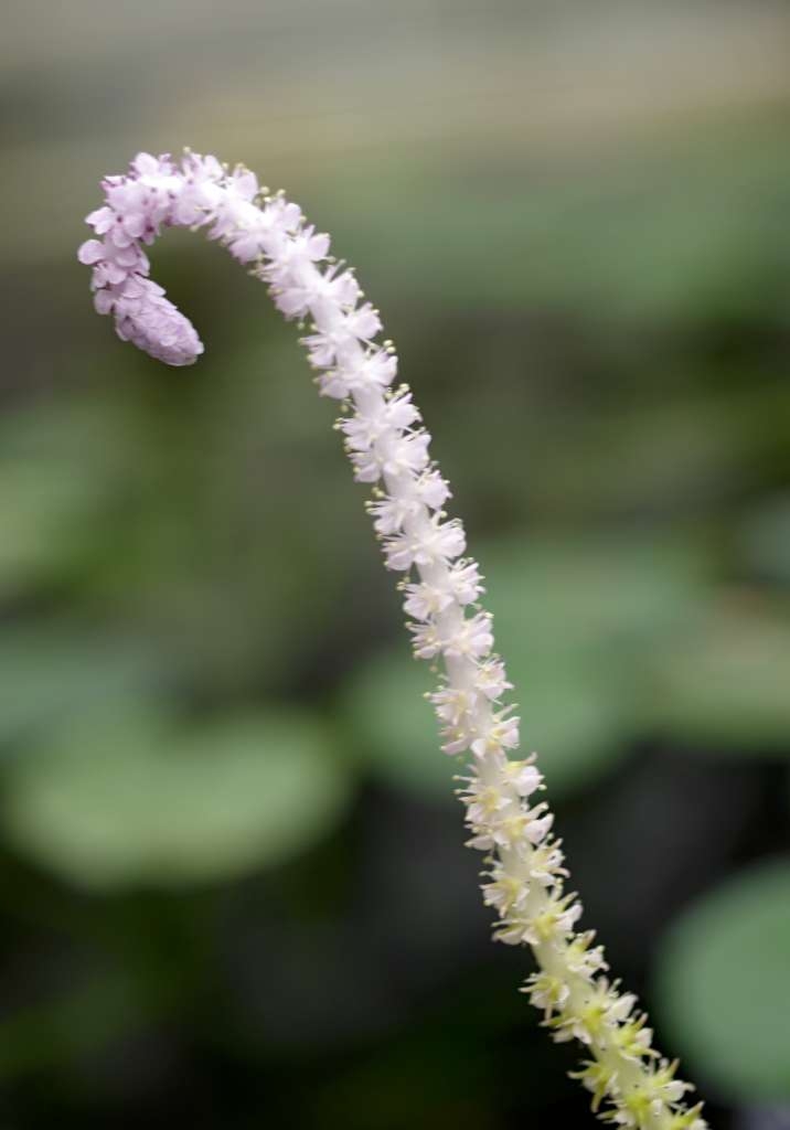 IMGP9669-1024~1.jpg