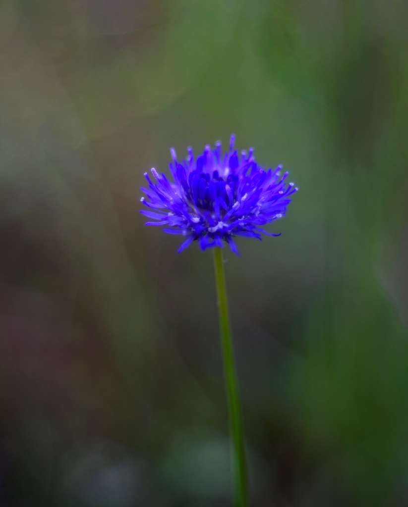 IMGP9685-1024~1.jpg