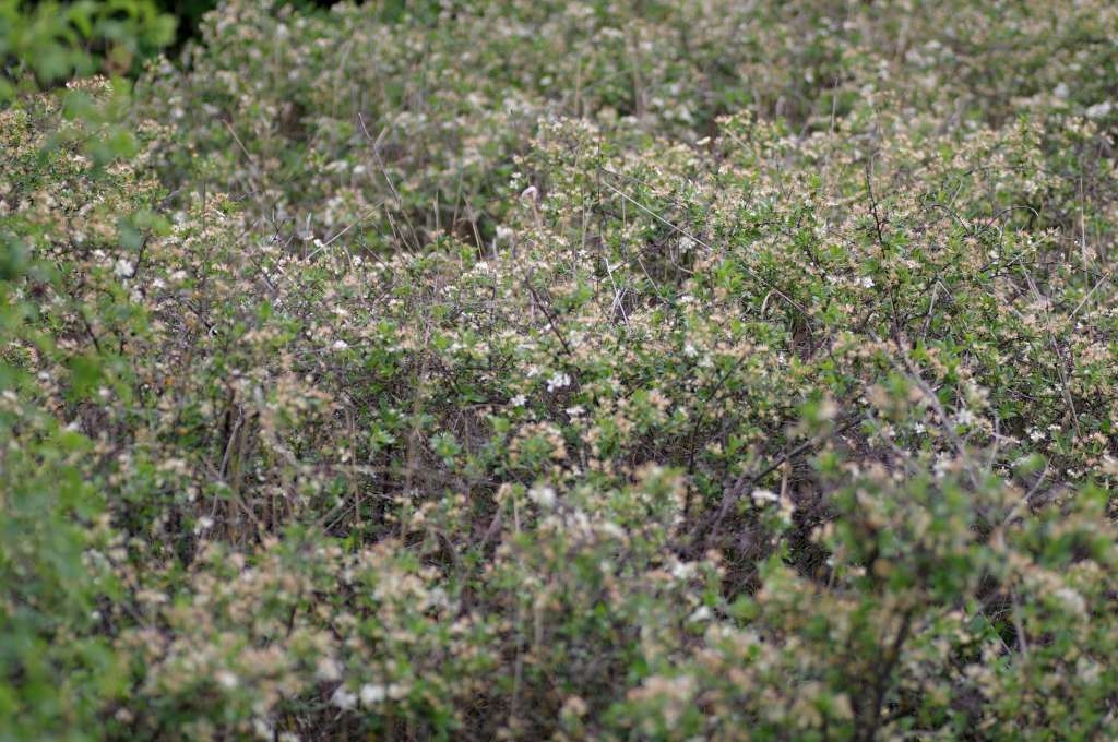 IMGP9731-1024~2.jpg