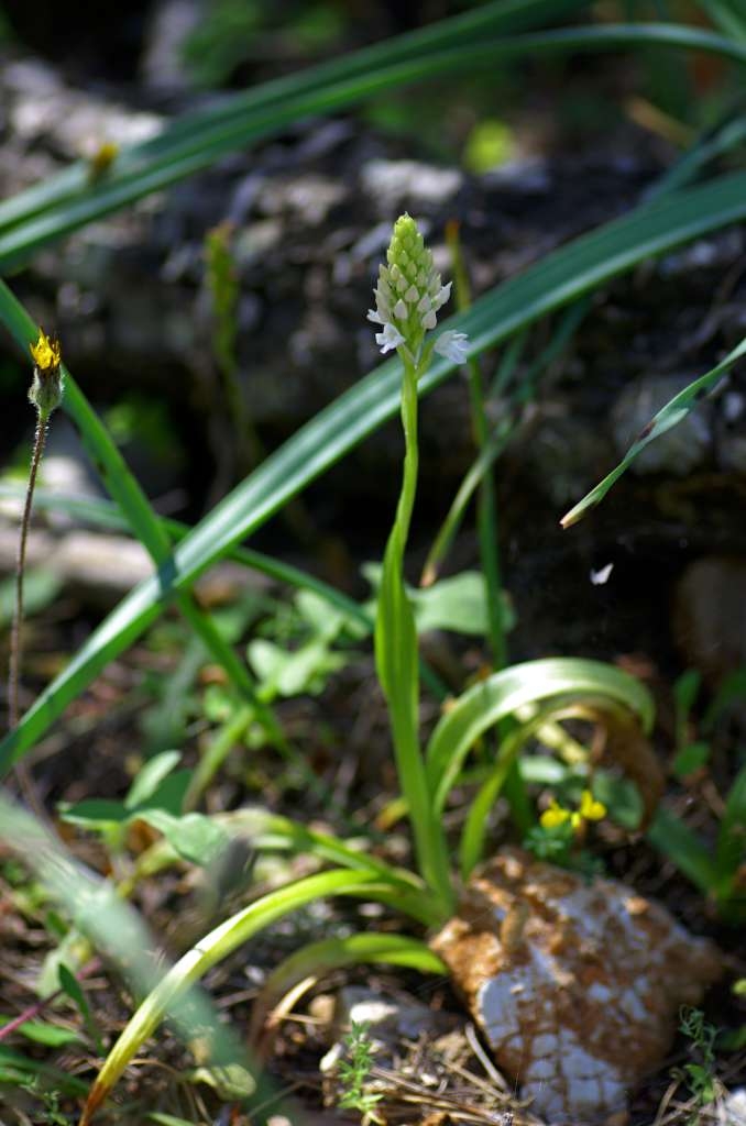 IMGP9765-1024~1.jpg