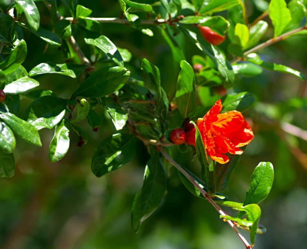 IMGP9803-1024~0.jpg
