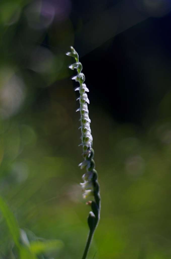 IMGP9818-1024~2.jpg