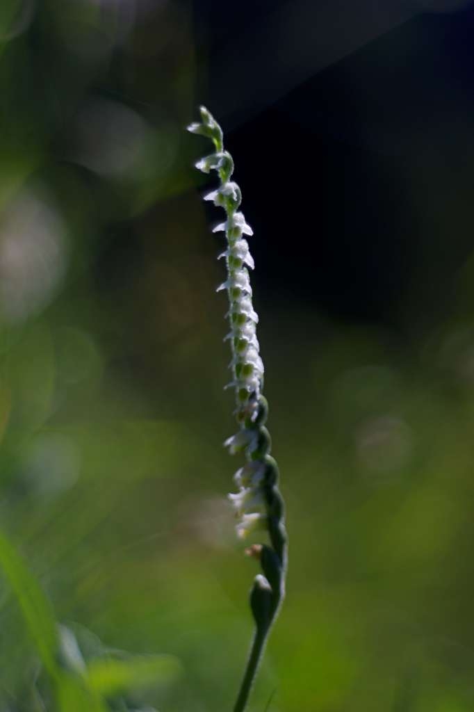 IMGP9819-1024~3.jpg