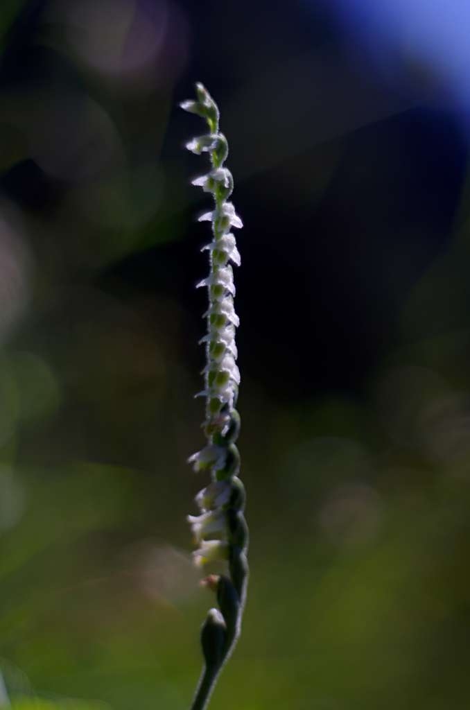IMGP9820-1024~1.jpg