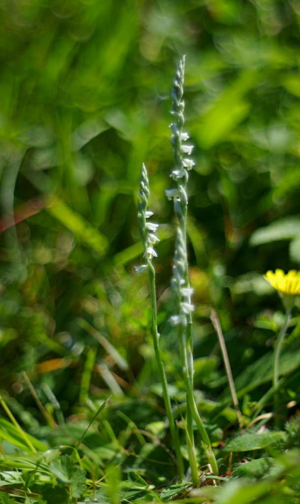 IMGP9829-1024~1.jpg