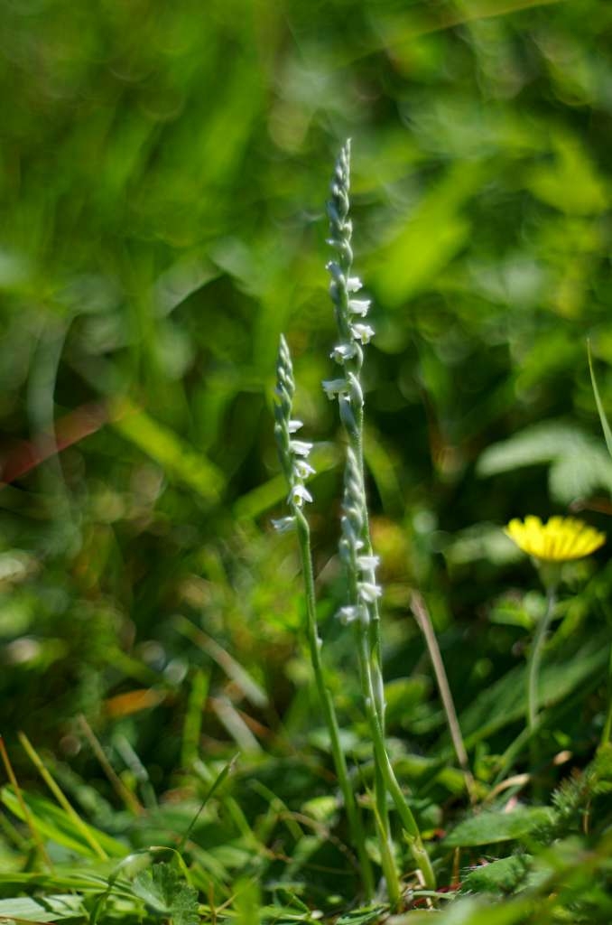 IMGP9830-1024~3.jpg