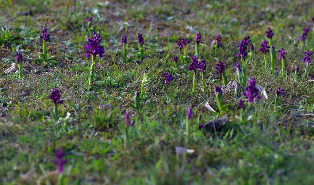 IMGP9891-1024~0.jpg
